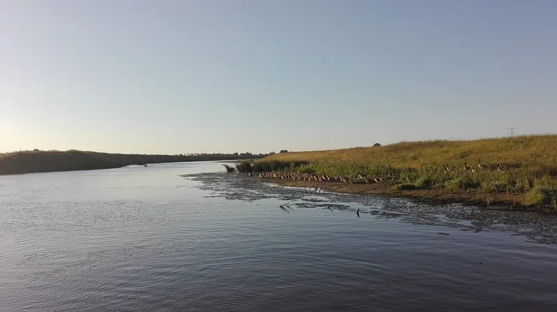 Water en rietoevers in de Brabantse Biesbosch
