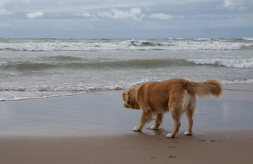 Een hond wandelt langs de branding op het strand