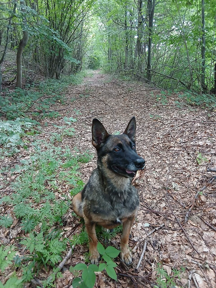 Een hond op een wandelpad in het bos
