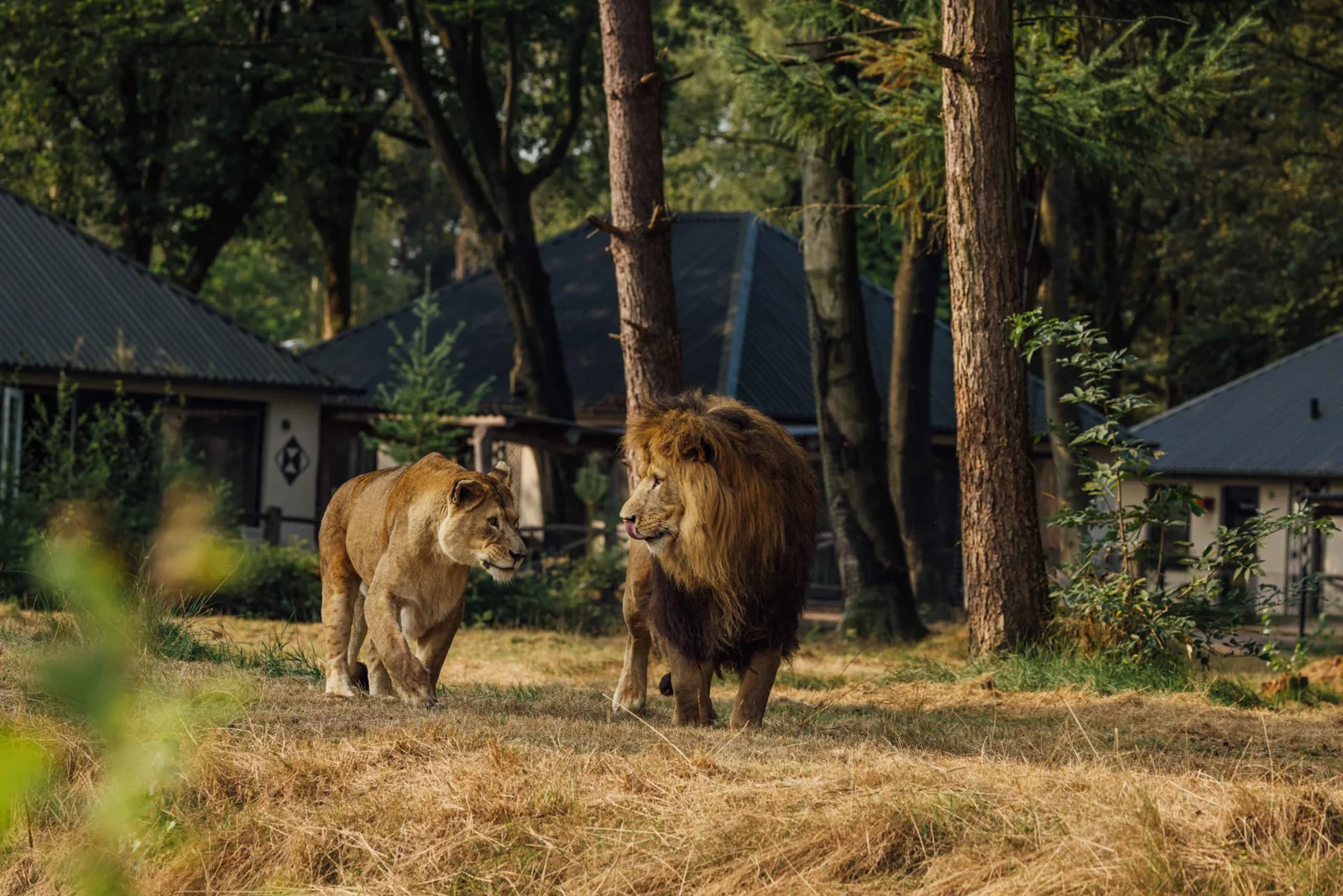 Lodges aan de savanne bij Safari Resort Beekse Bergen