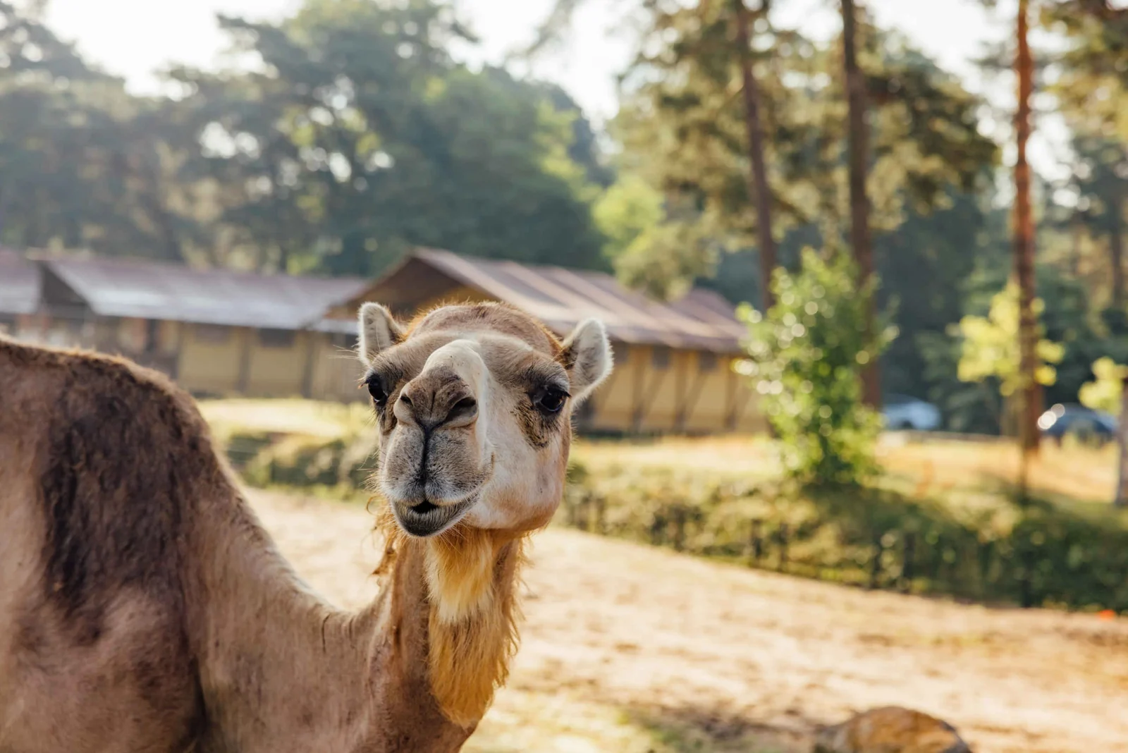 Safaritent aan de savanne bij Safari Resort Beekse Bergen